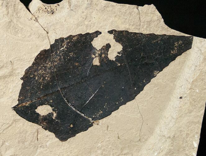 Fossil Celtus (hackberry) Leaf - Green River Formation #16835